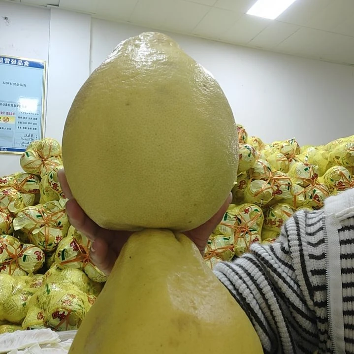 冰糖柚2个试吃精品香柚