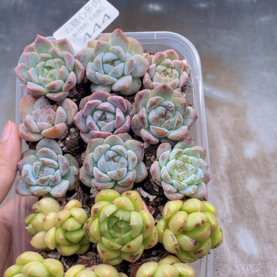 云糖心多肉植物444