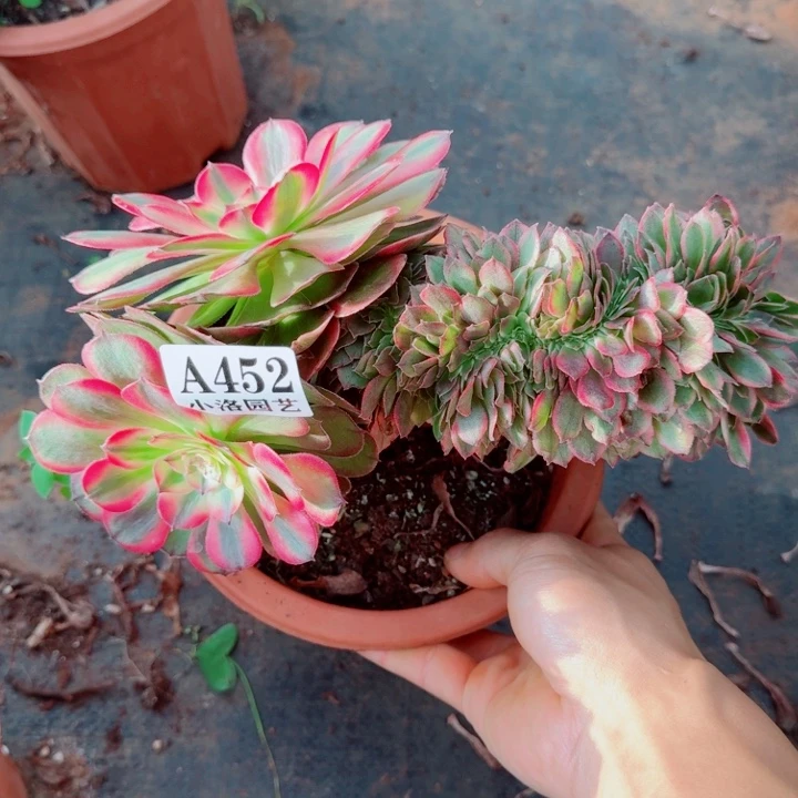 452 荔枝缀化法师植物