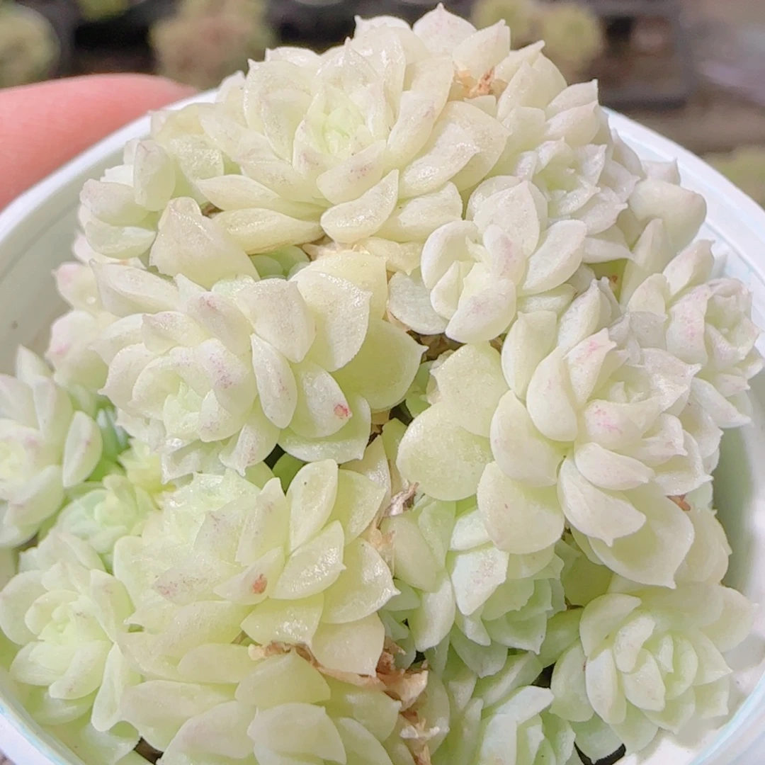 花语逸镜1105-221散