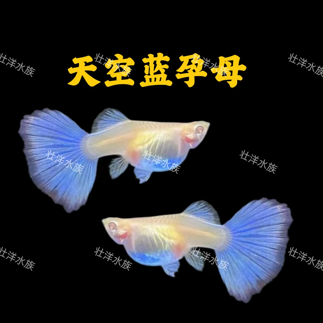 4个月天空蓝带肚小母发3条（2条送1条备损）包邮包损送高蛋白鱼食