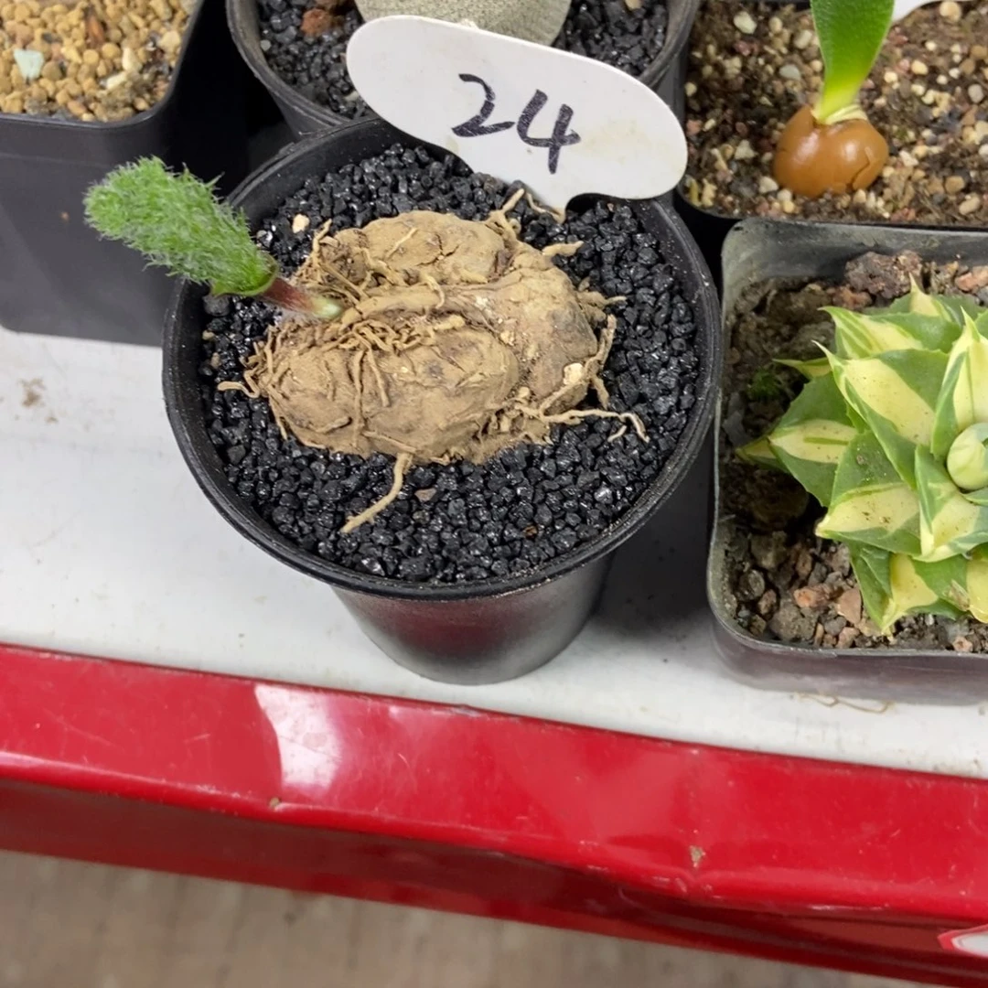 鸡毛掸子一物一拍