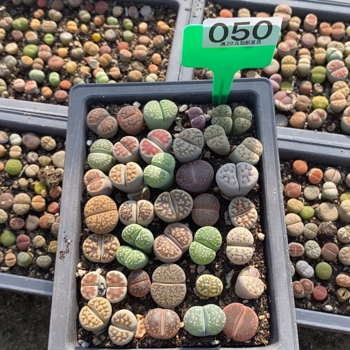 段生石花小苗050