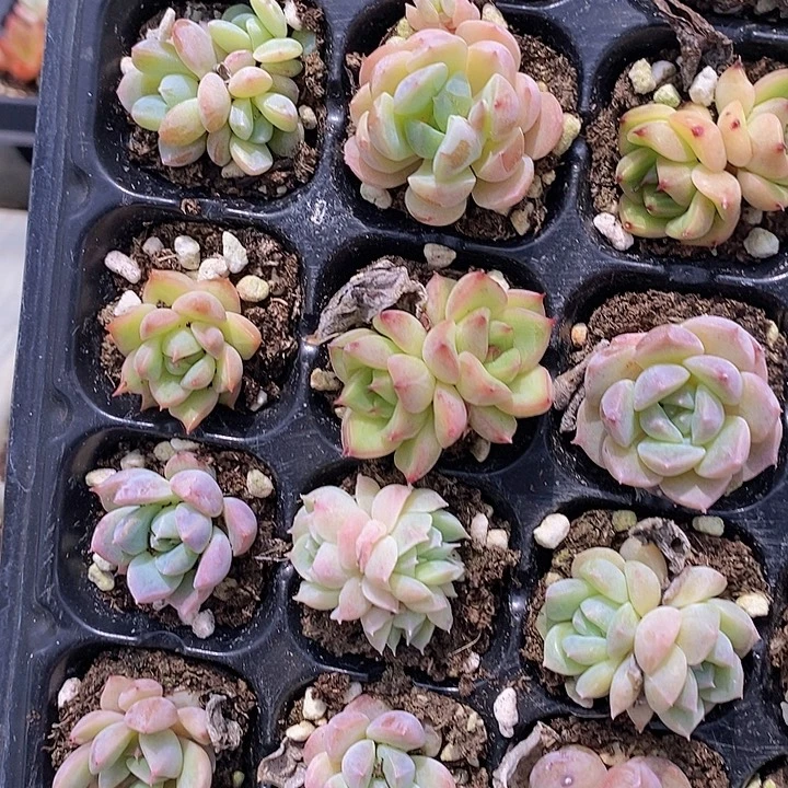 81 多肉植物盆栽花卉