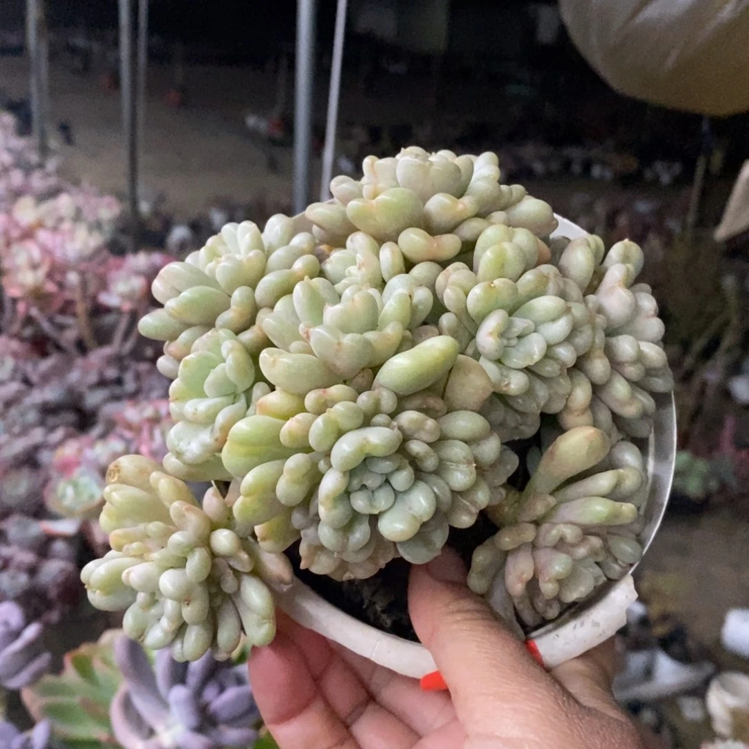 比尔盖茨七头起发老桩
