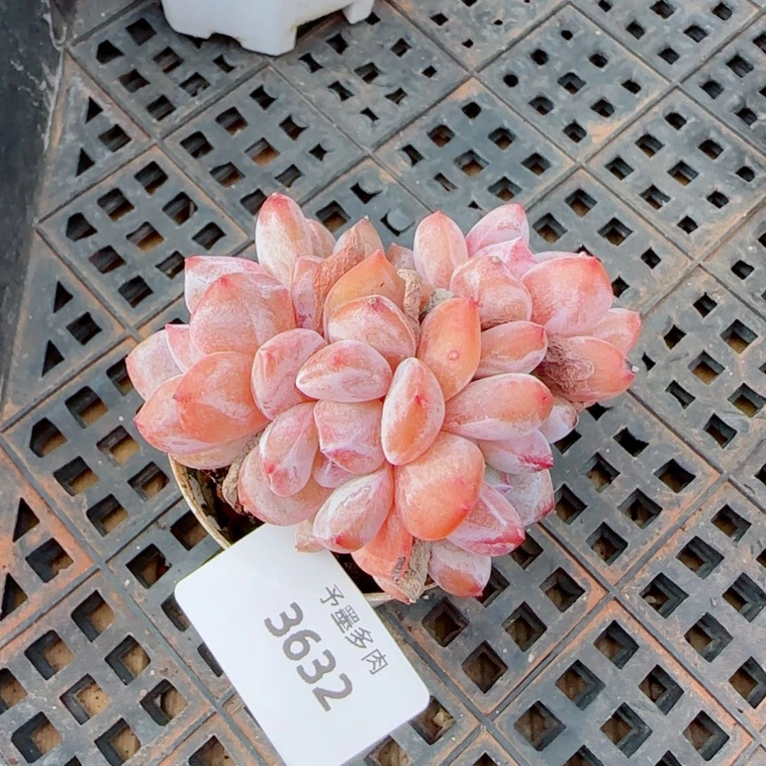 雪之魄，3632多肉植物