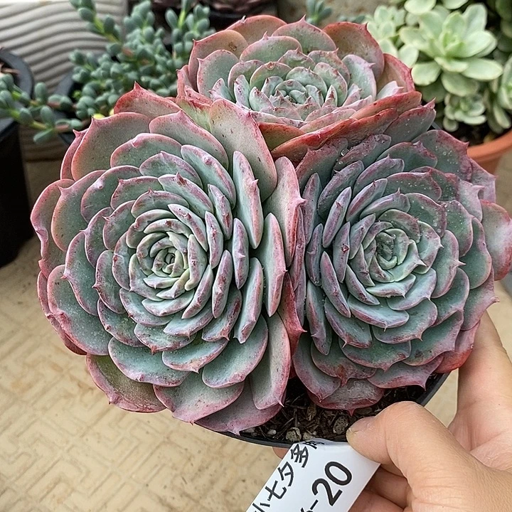 小七夕多肉可爱熊20