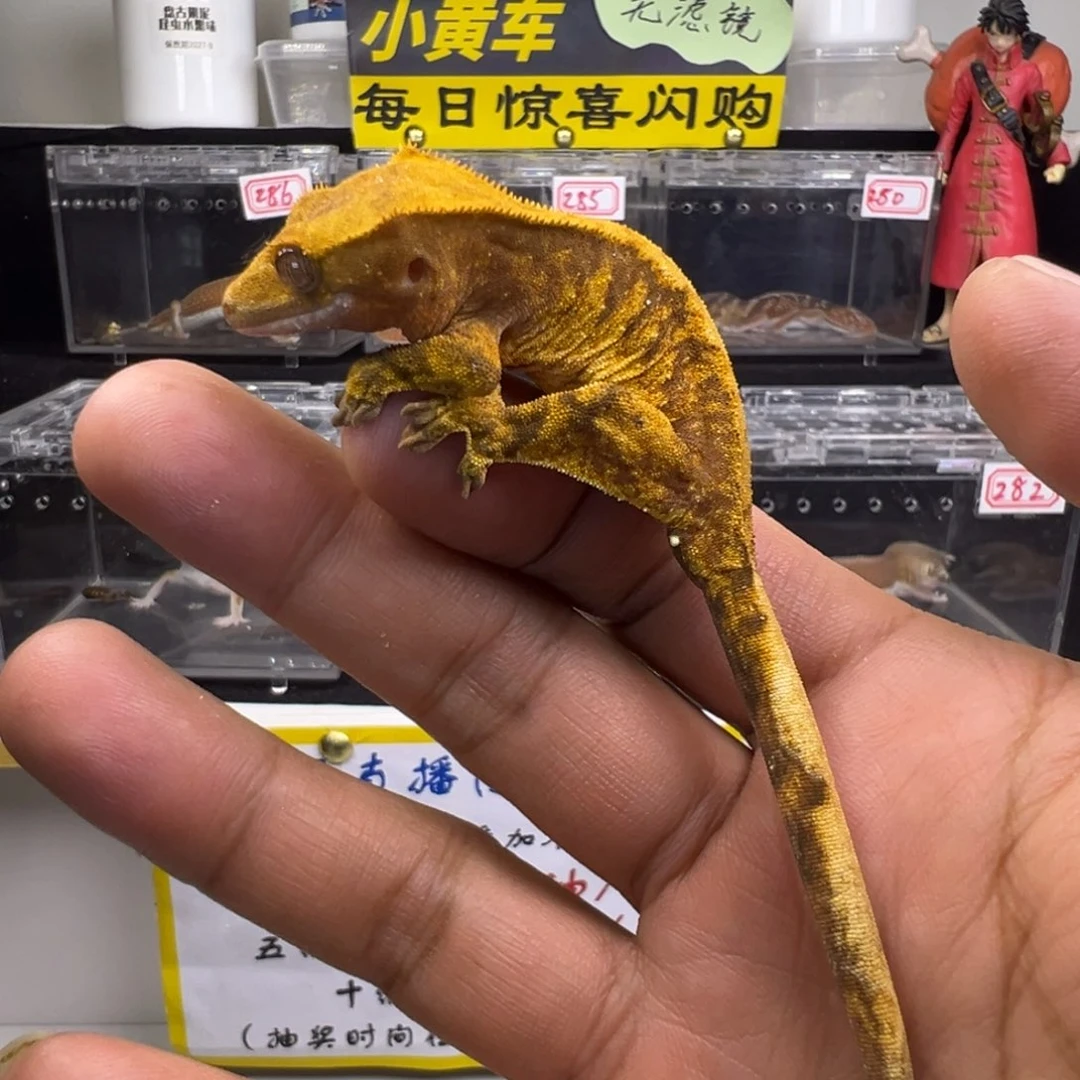 睫角守宫橙纹超级小丑