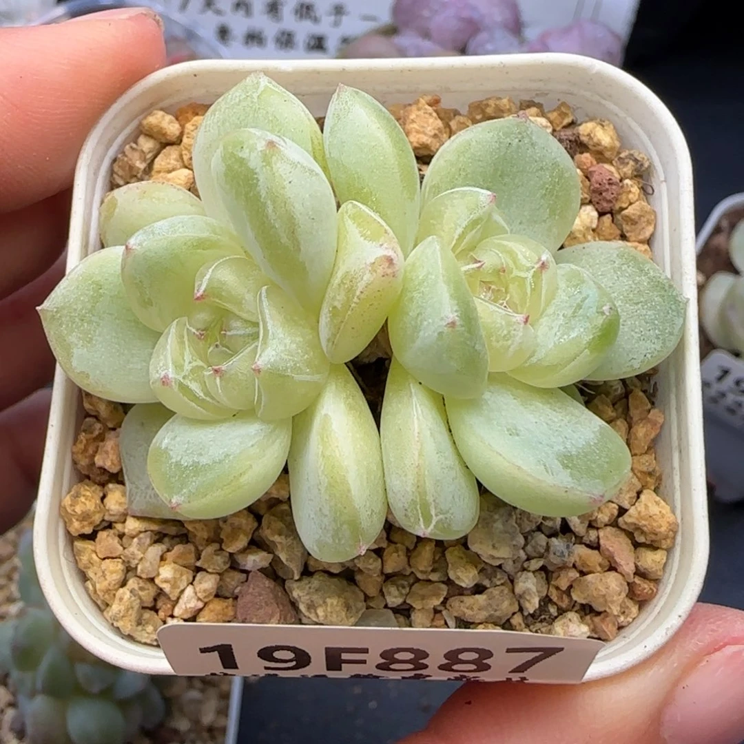 *****【满39包邮非偏远】887