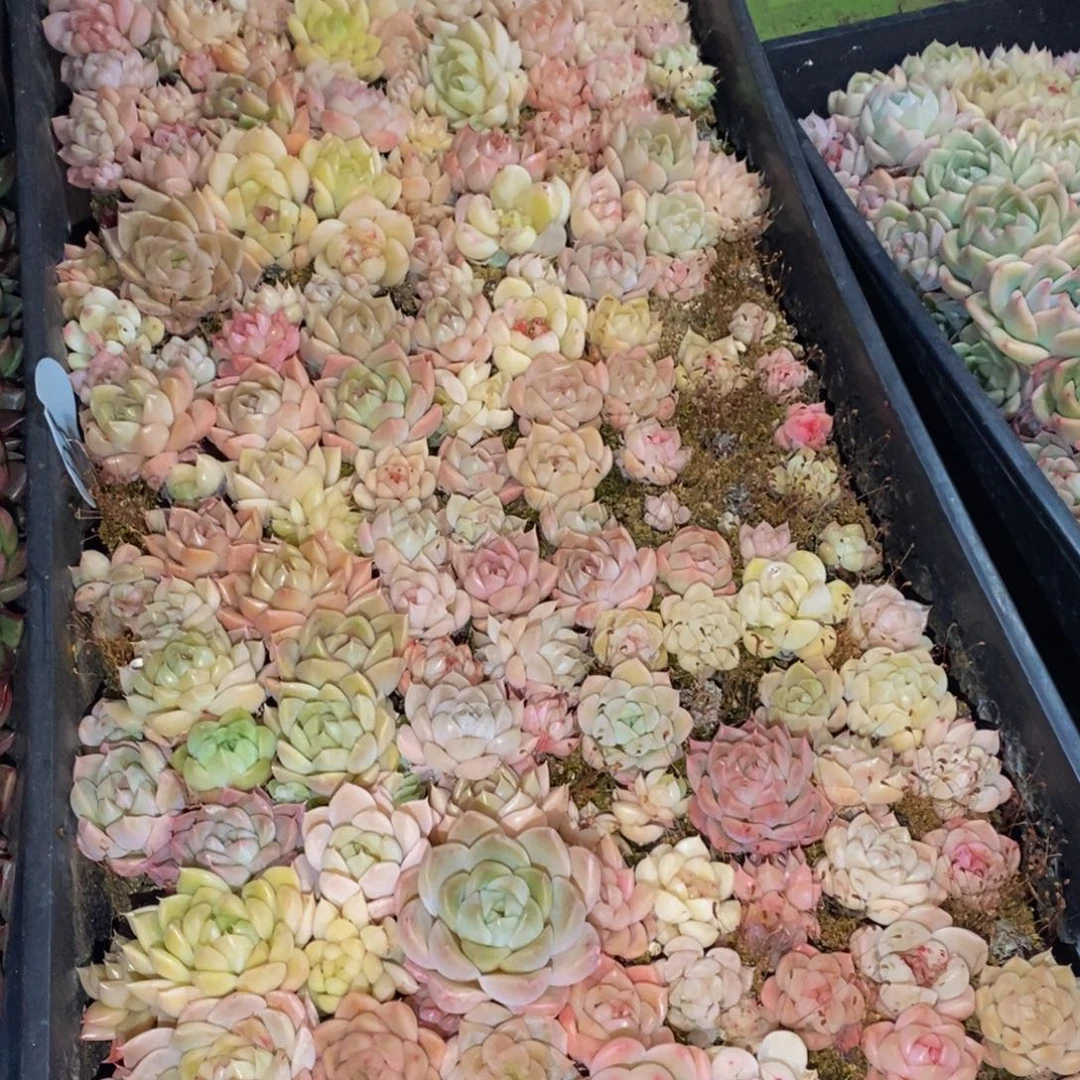 025多肉植物保护研究所所长助理