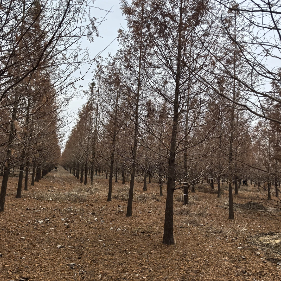 水杉树水杉水杉树