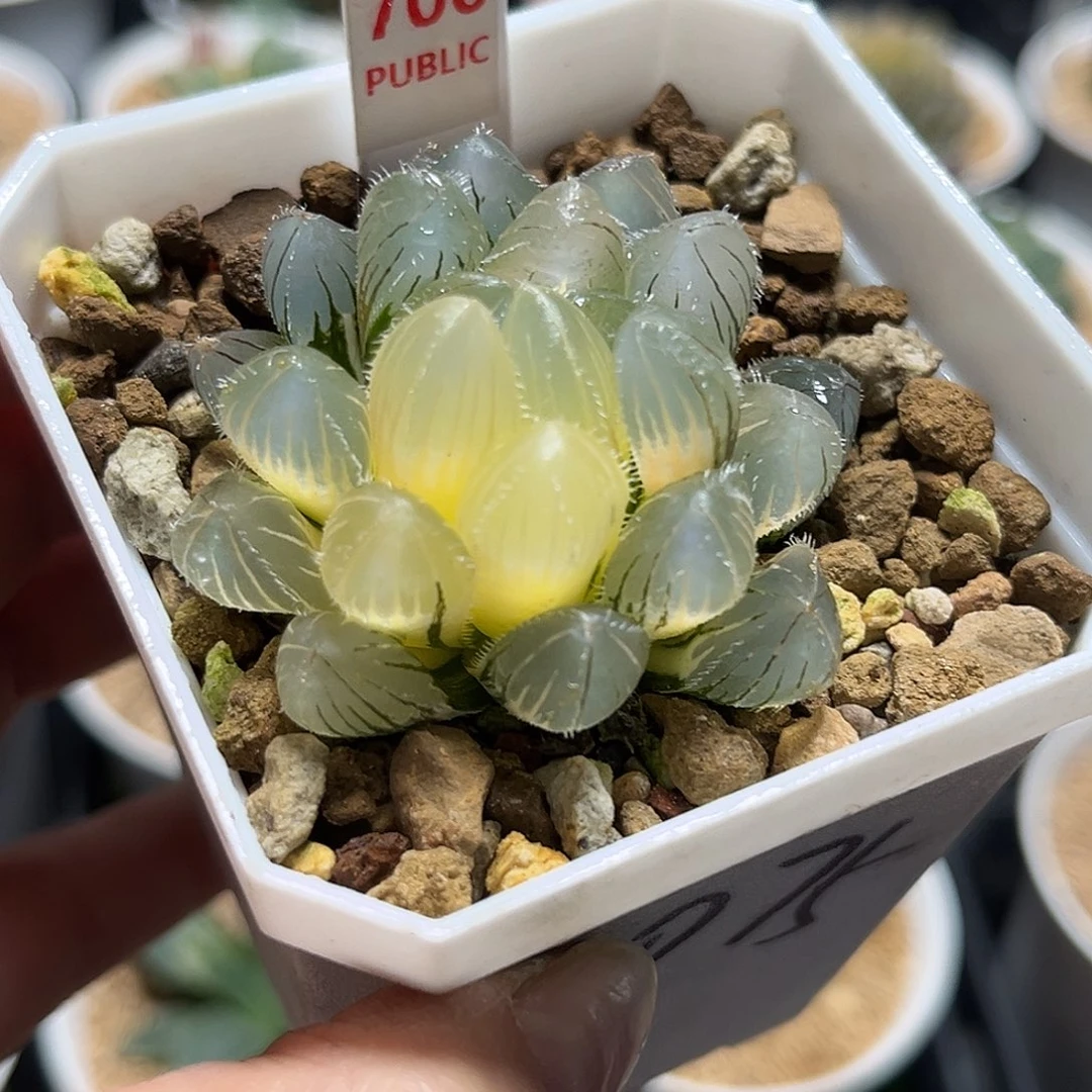 700实生玉露锦福利