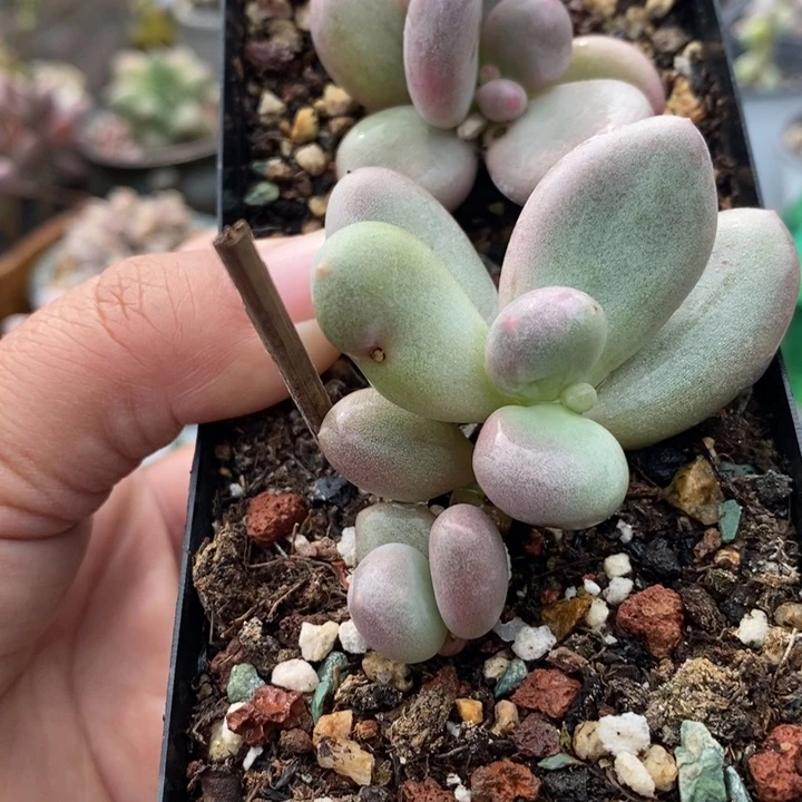 715大叶奶俩一起暗锦啊啊啊啊