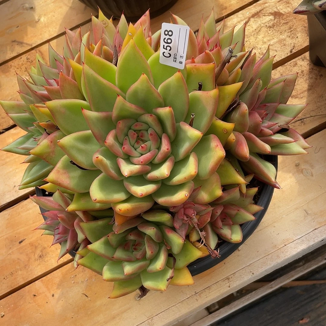 若如东云单排C568