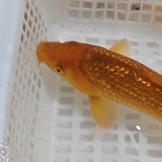 淡水观赏鱼锦鲤鱼