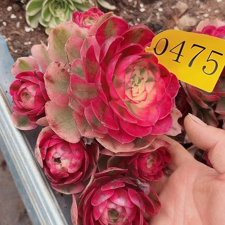 多肉植物荔枝0475