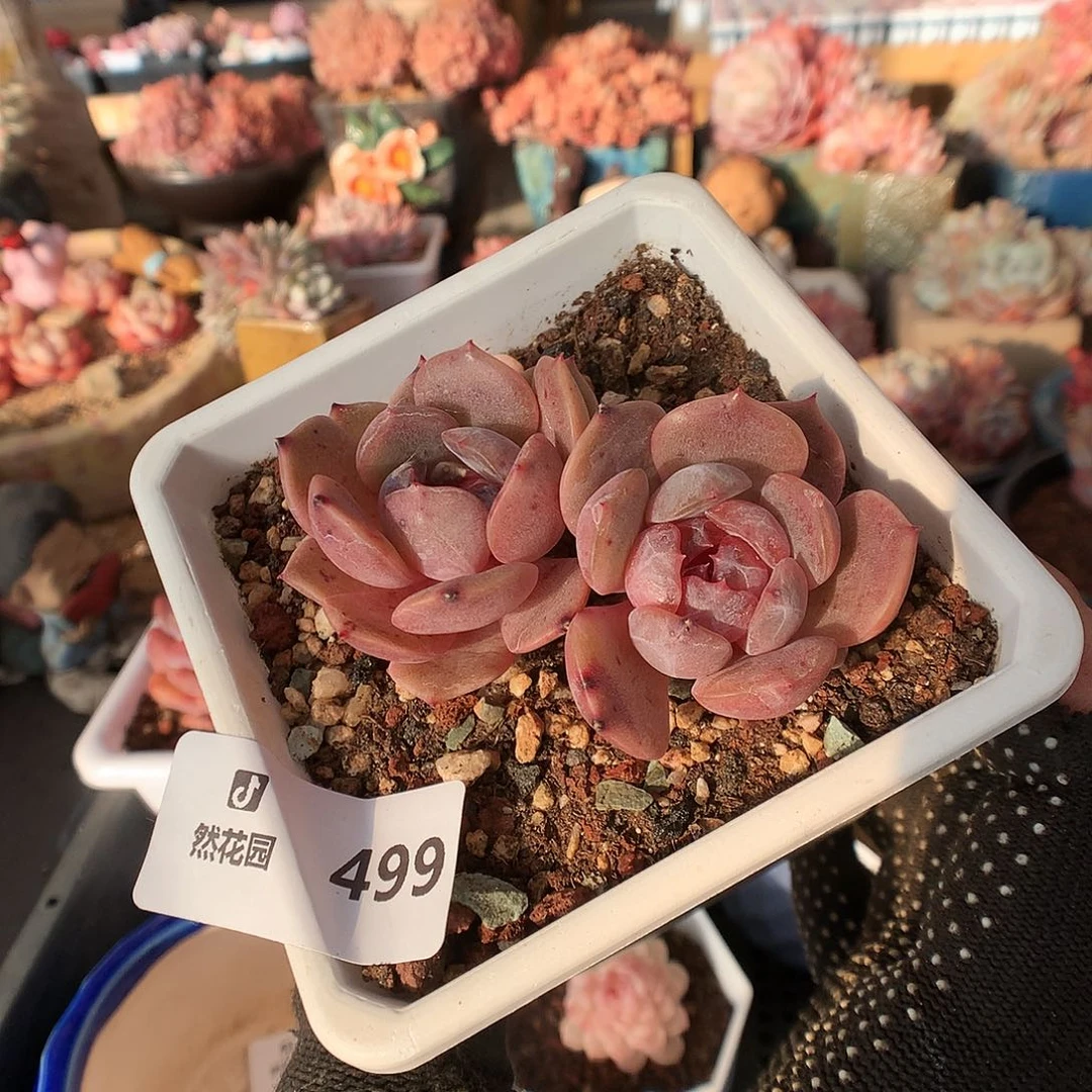 499红恋微瑕多肉植物6666
