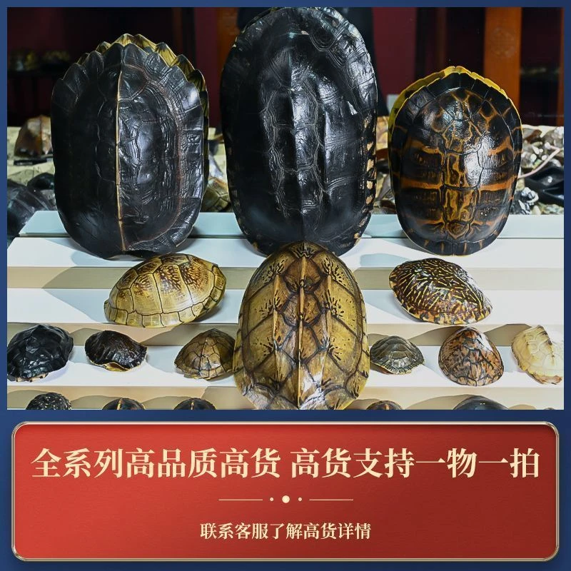 天然龟壳文玩手把件 车挂 包挂【直播间一物一拍】勿私拍