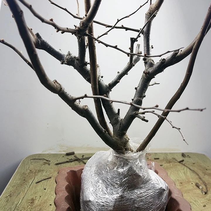 用***9无花朵无果实无栽培