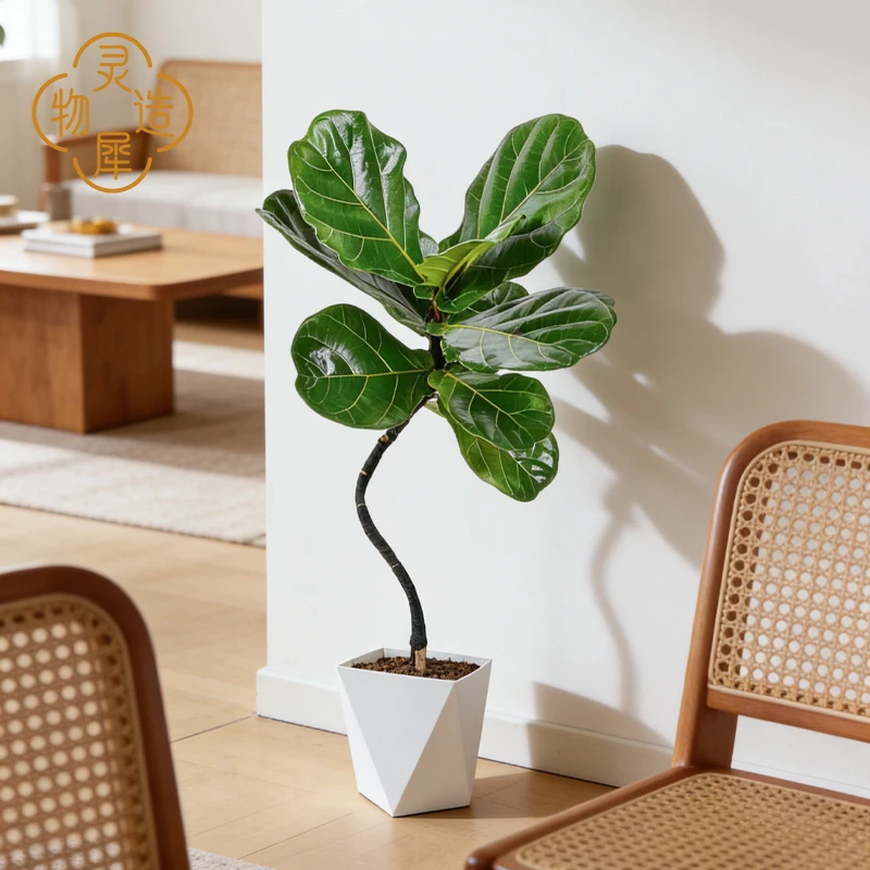 【基地直发】95cm-105cm室内客厅造型琴叶榕氛围干绿植耐阴美观盆栽