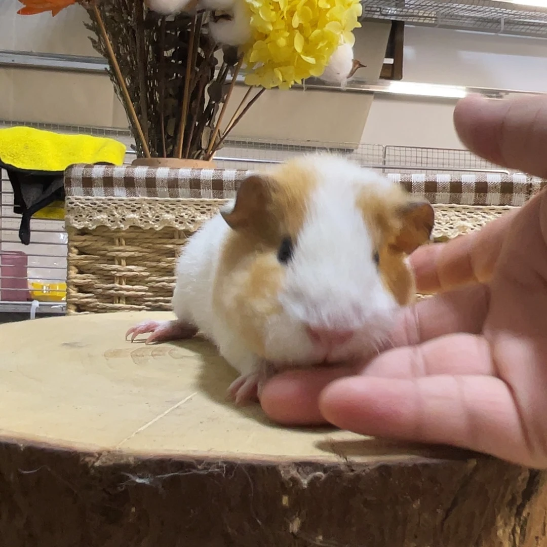 豚鼠黄白开脸美泰弟弟