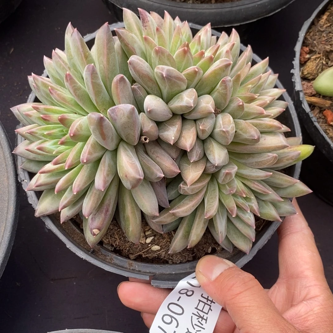 两单包邮1218-67幻影