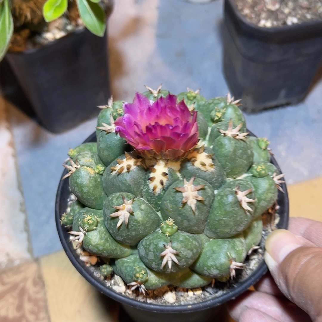 大尤短豪刺象牙一物一拍