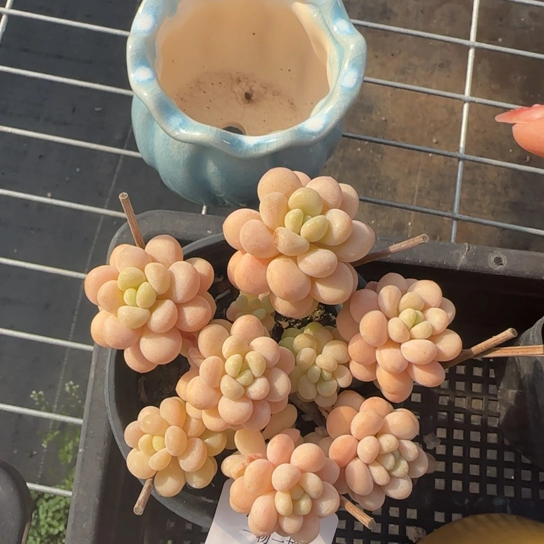 闪购精品多肉66号带盆