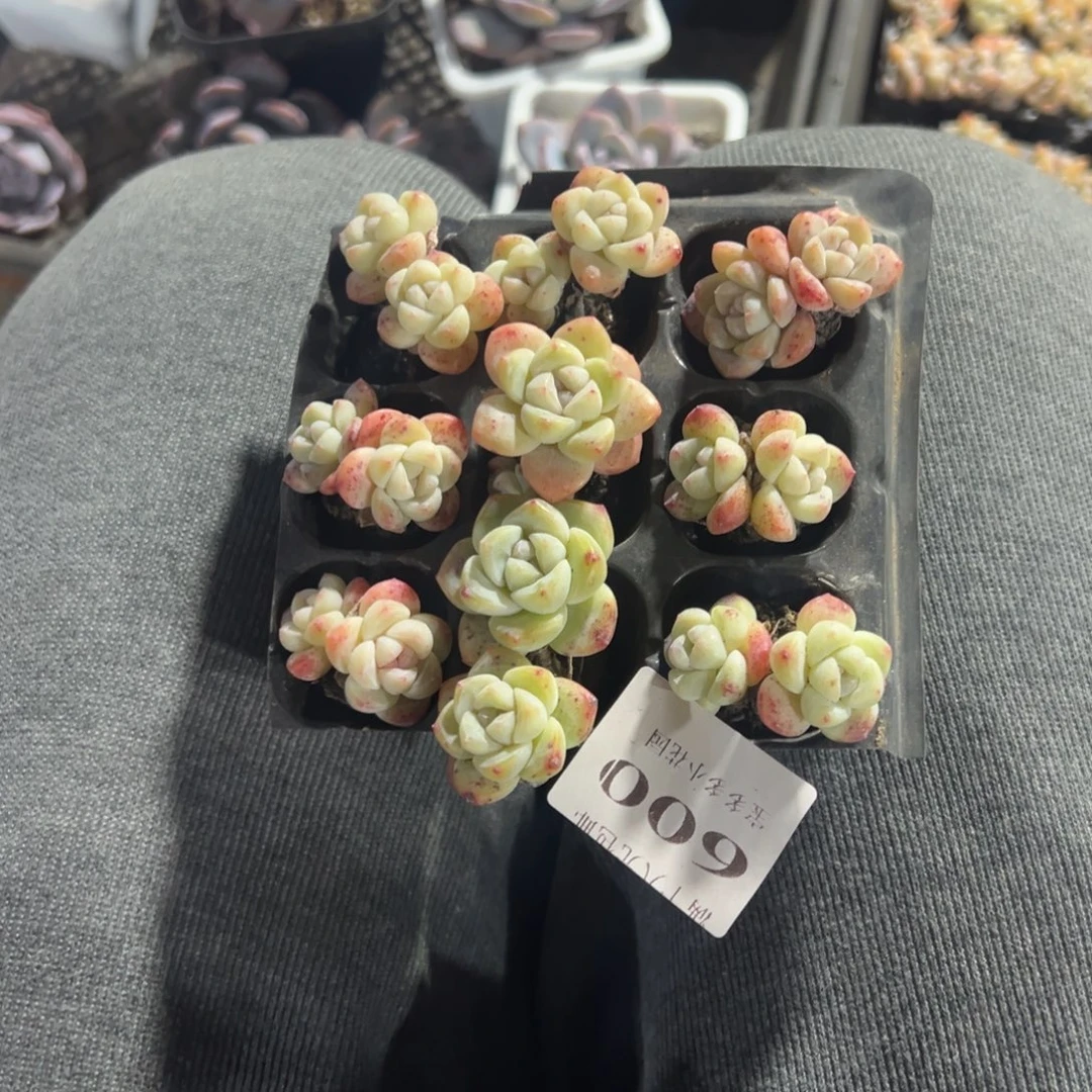 晗***600号冰玉到手一盘一物一拍