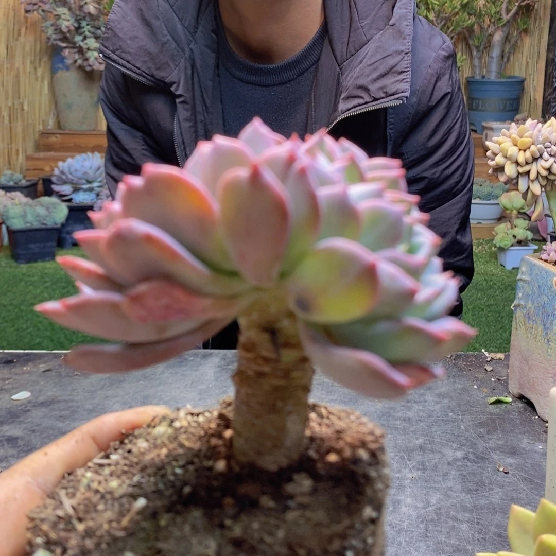 桃*H129号玛瑙缀多肉