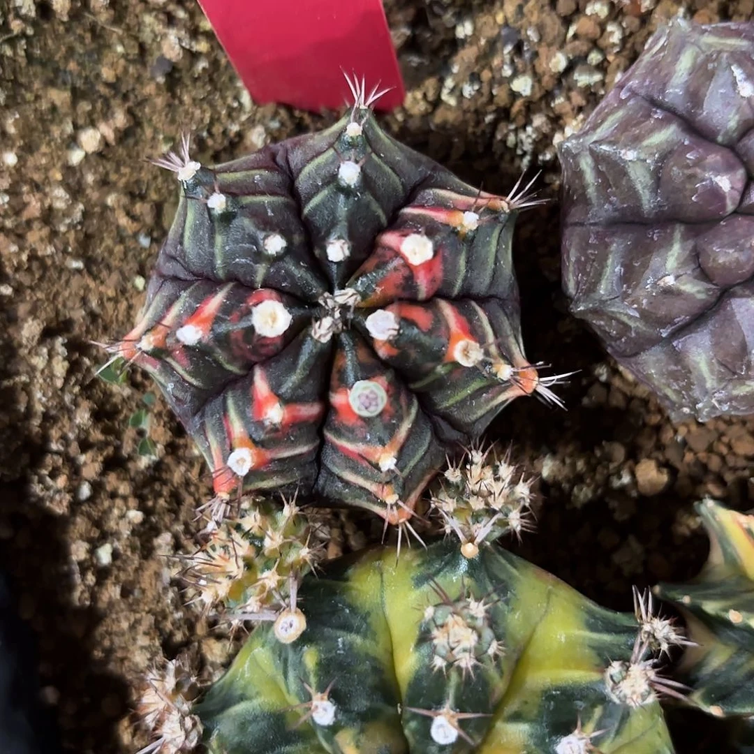 296-1107泰国发货多肉