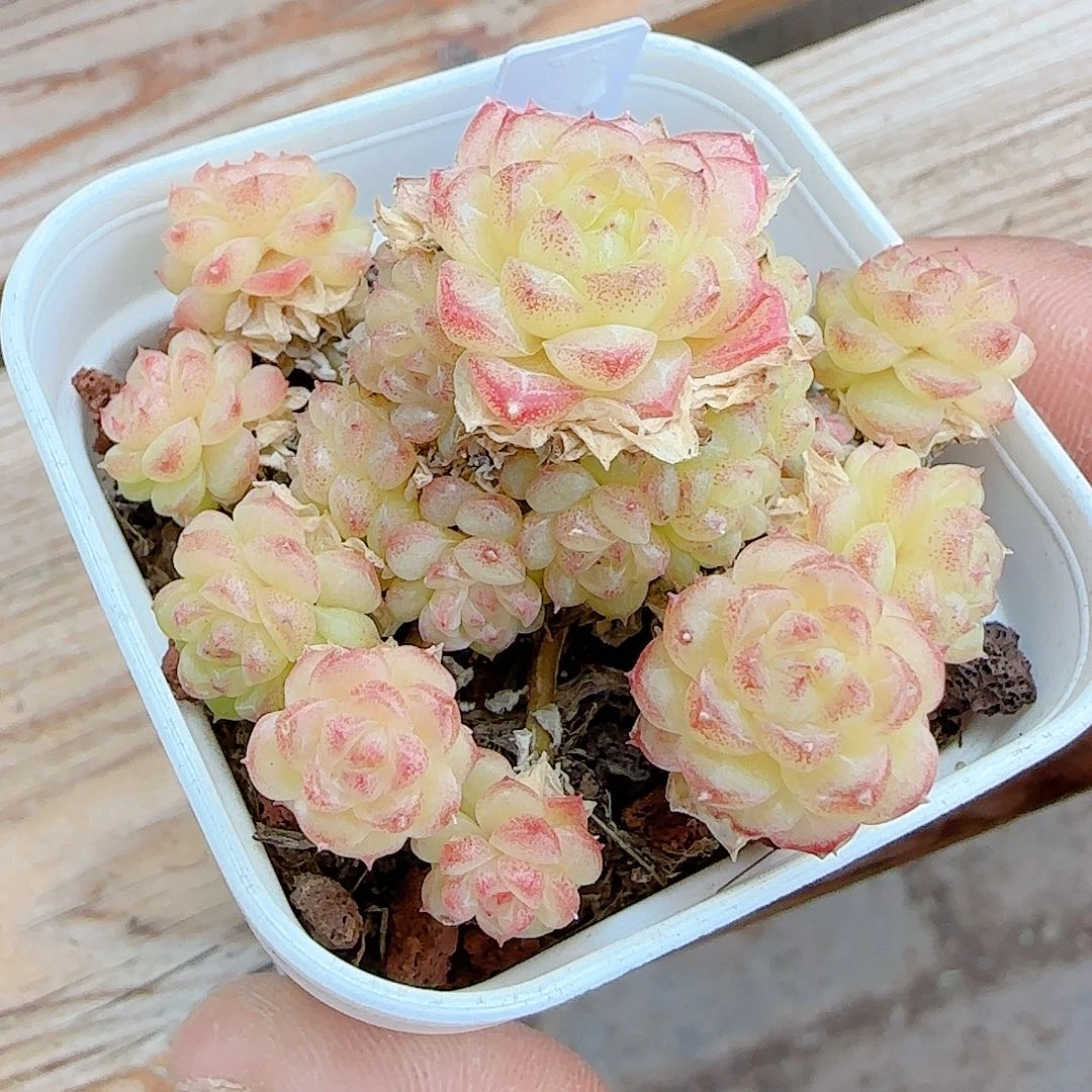 里***羛1221-30（ht-24）优选