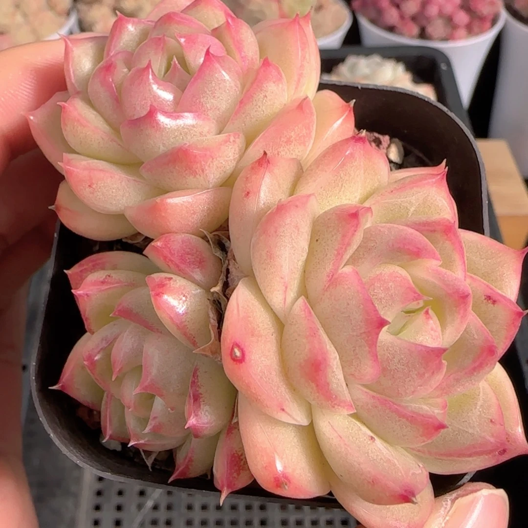 多肉1229-319包子麦秆