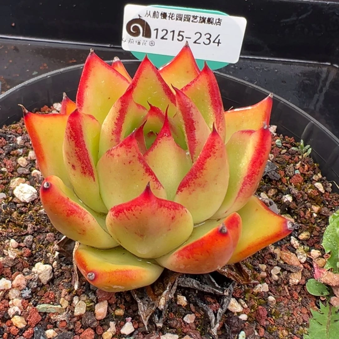 从前慢花园多肉编号1215-234