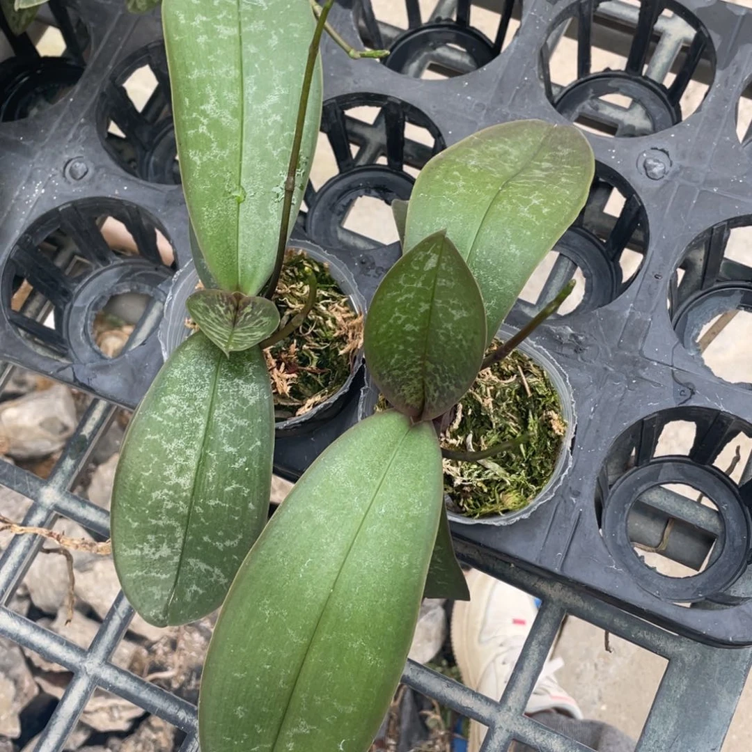 当前无花栽培后可以开花2.5黄史双花剑