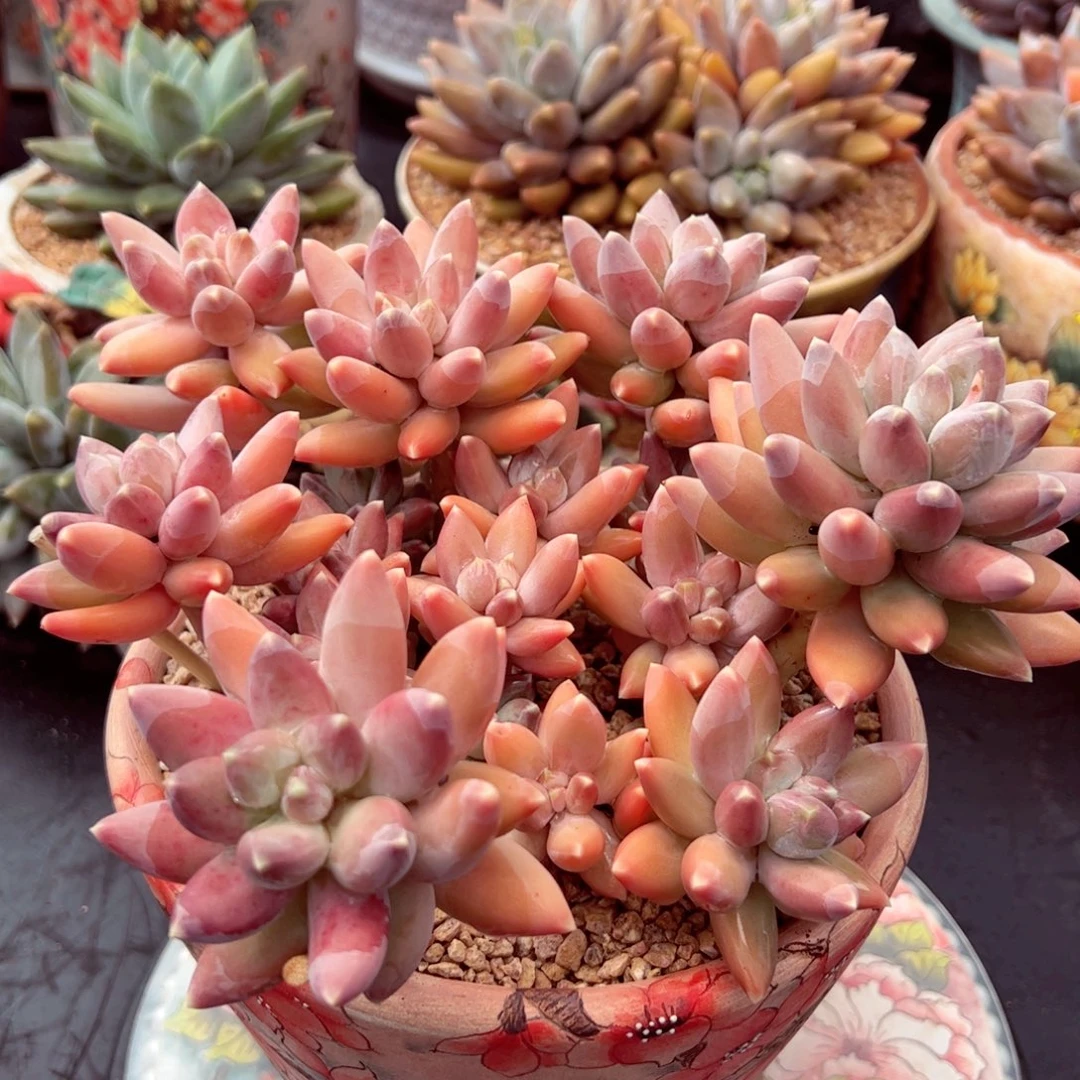 金美人群生老桩的