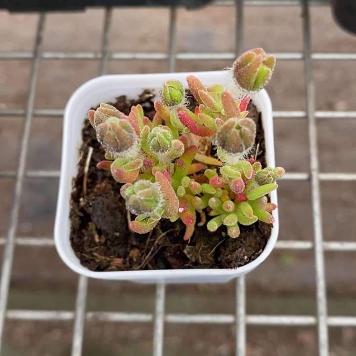 伯克利和格蕾纳等著名音乐