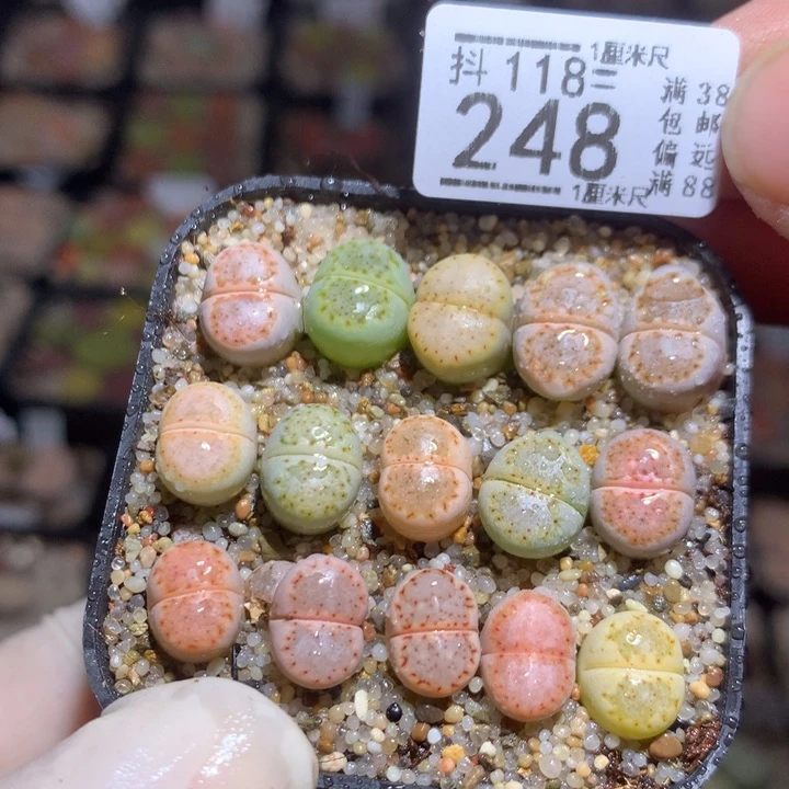 精品生石花118.248