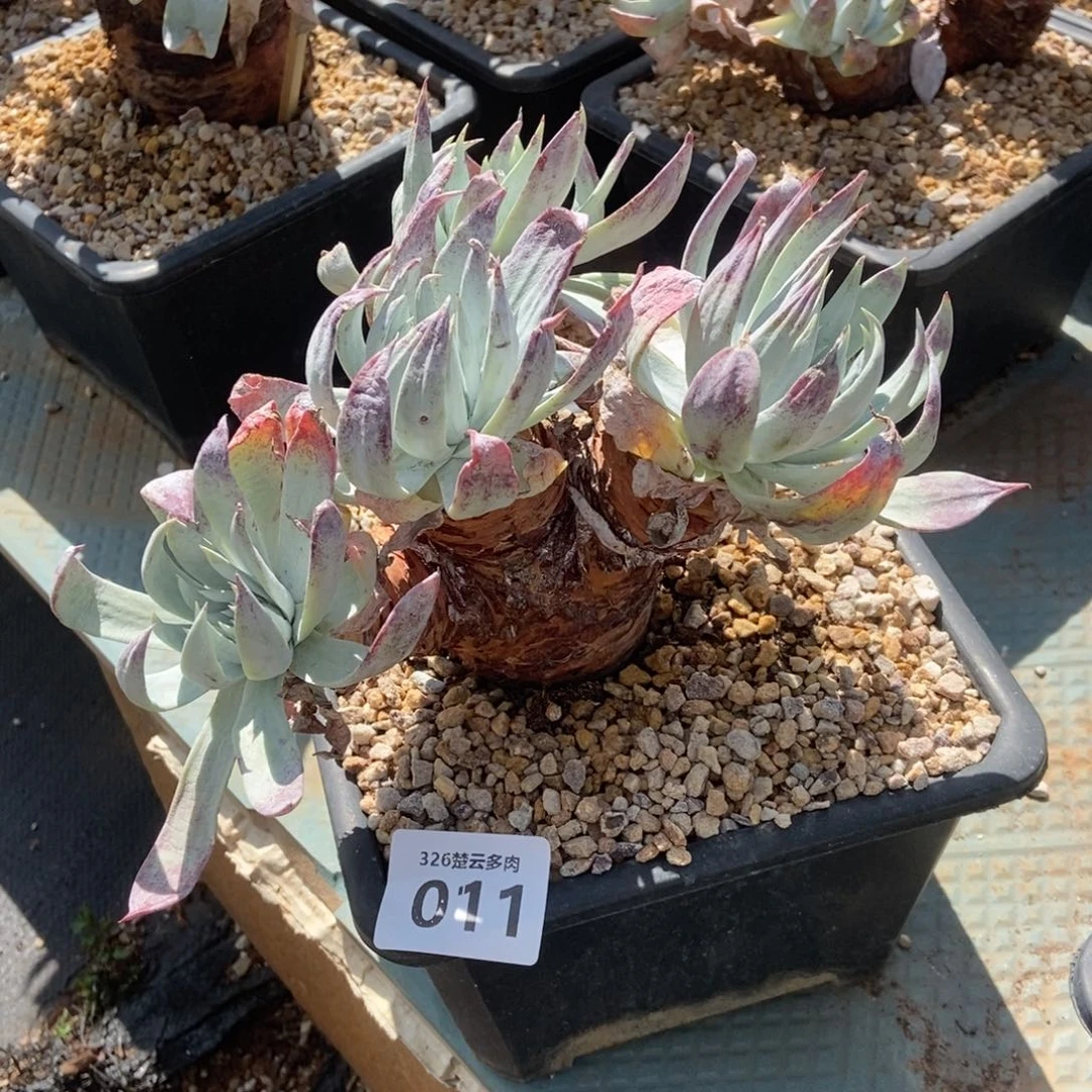 011多肉植物啦啦啦