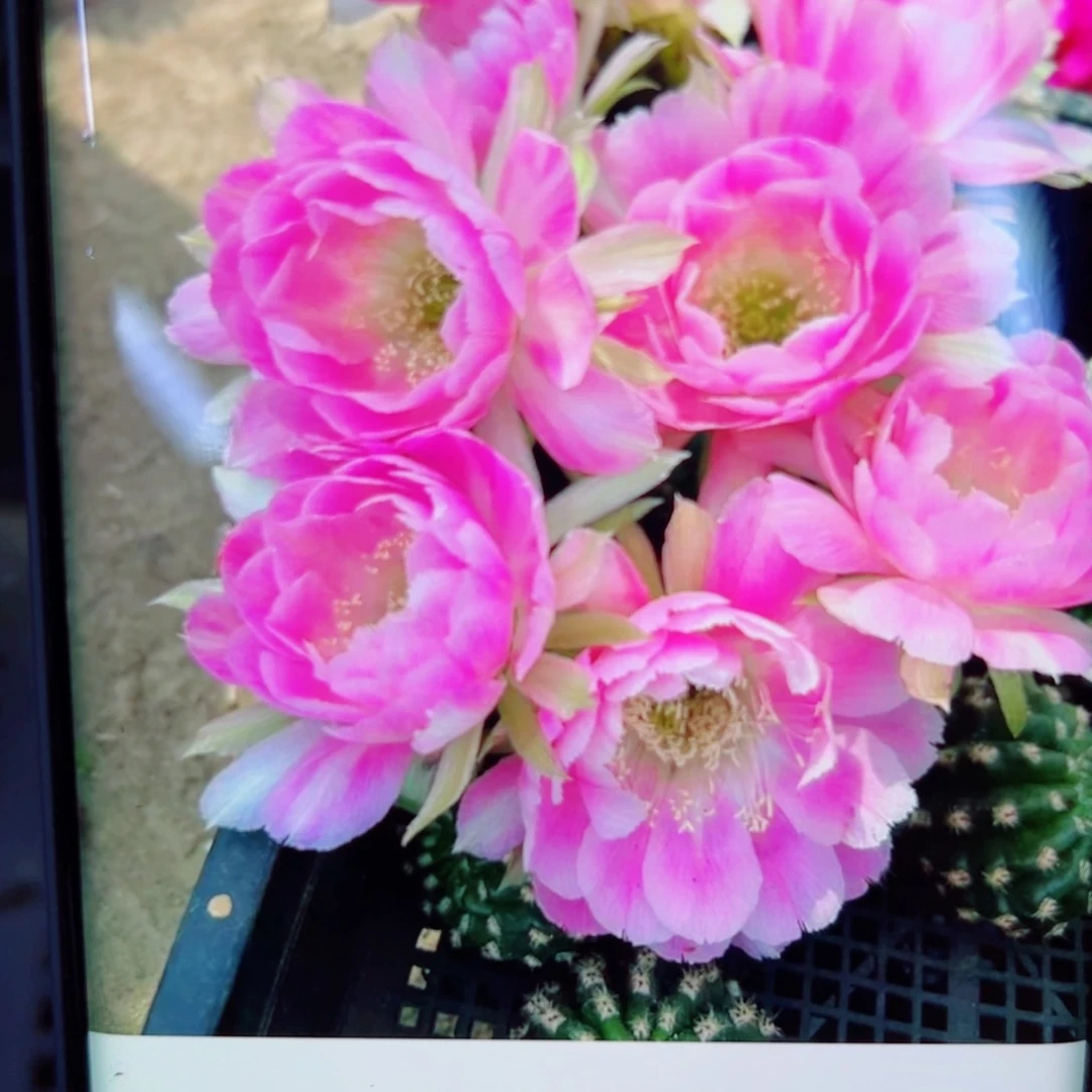 下75丽花135 歪无根侧芽2一3公分左右20包邮