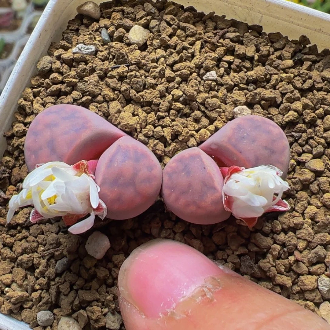 紫花纹多肉植物百科1