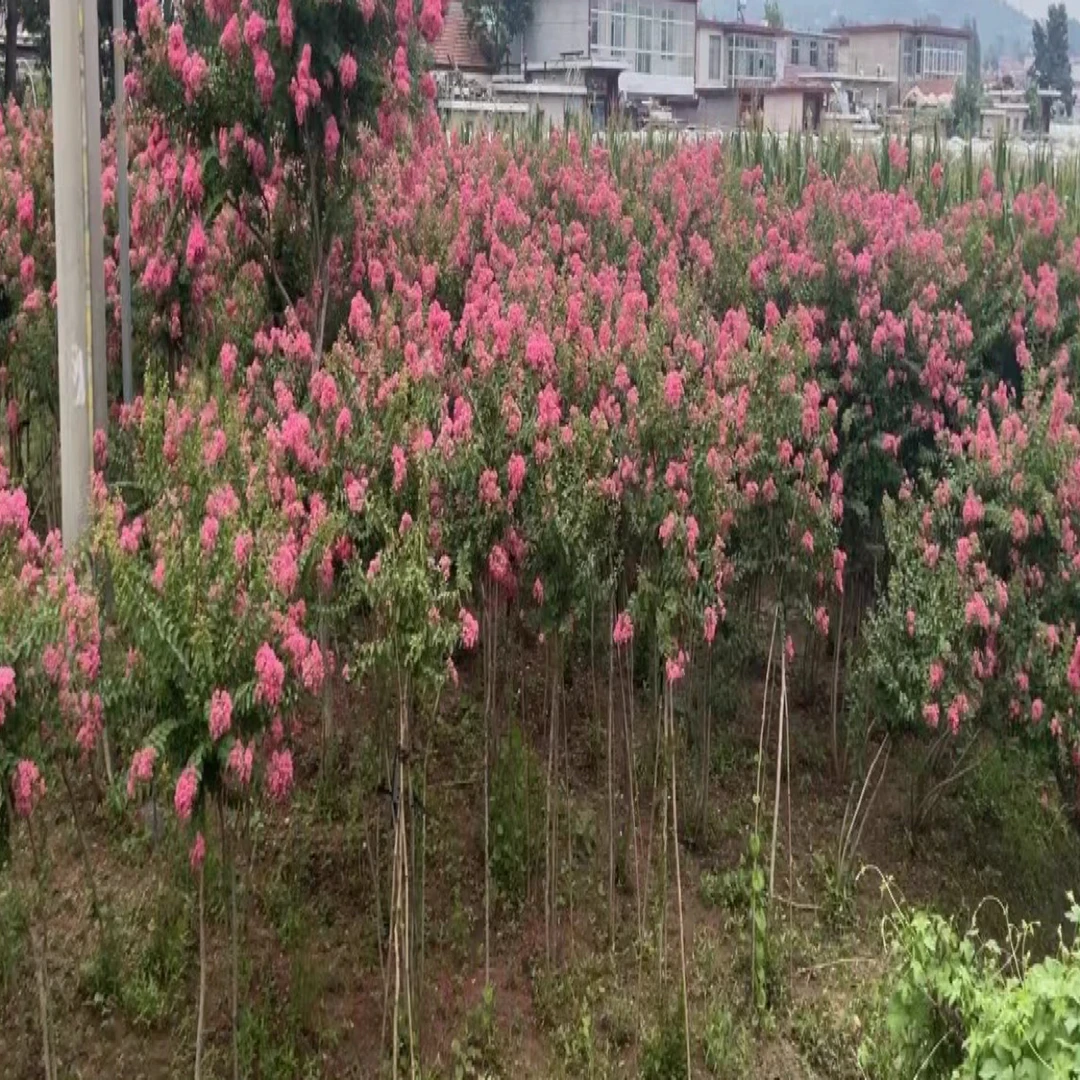 正宗沂蒙山小叶紫薇2.5公分