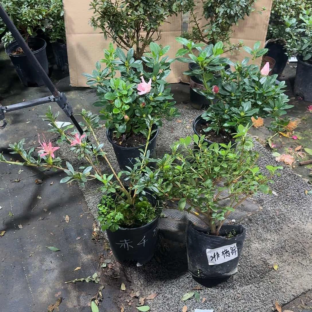 A***帅完全开放绯梅锦、赤千羽、桃2、日光渐染2