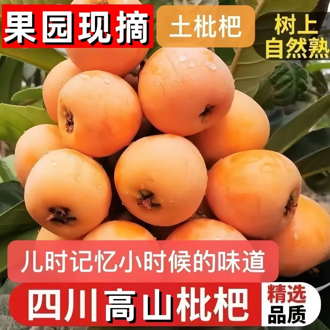 【乡村助农】五星枇杷农户自种新鲜现摘现发老品种不套袋露天果顺丰