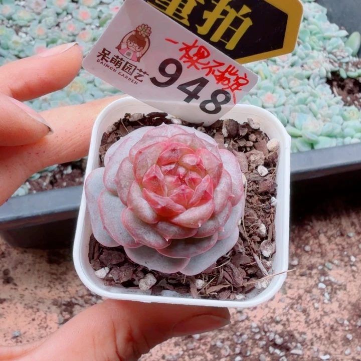 好****多肉植物多肉植物