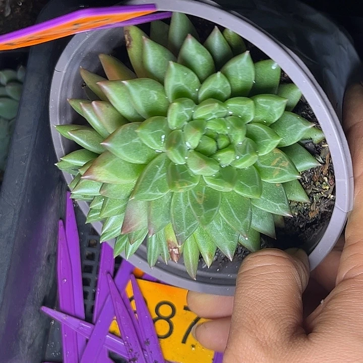多肉植物绿泡泡404
