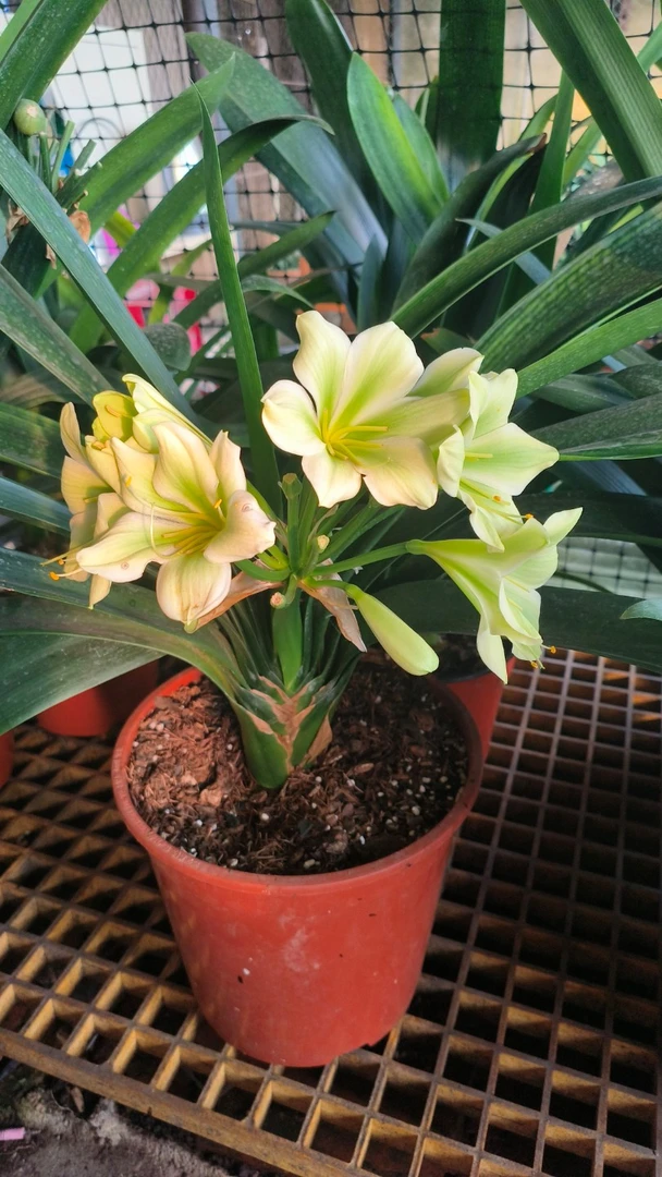 鸿运绿植花卉君子兰