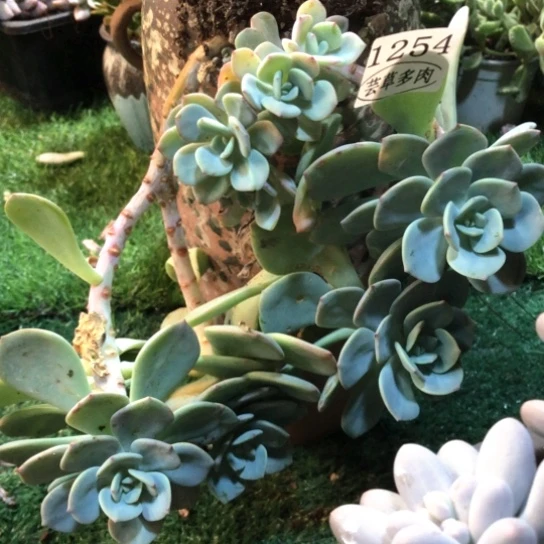 白月光，1254，一物一拍