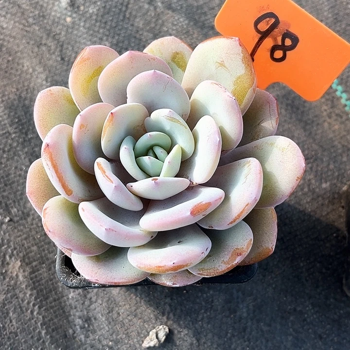 奶茶98号码牌子的话