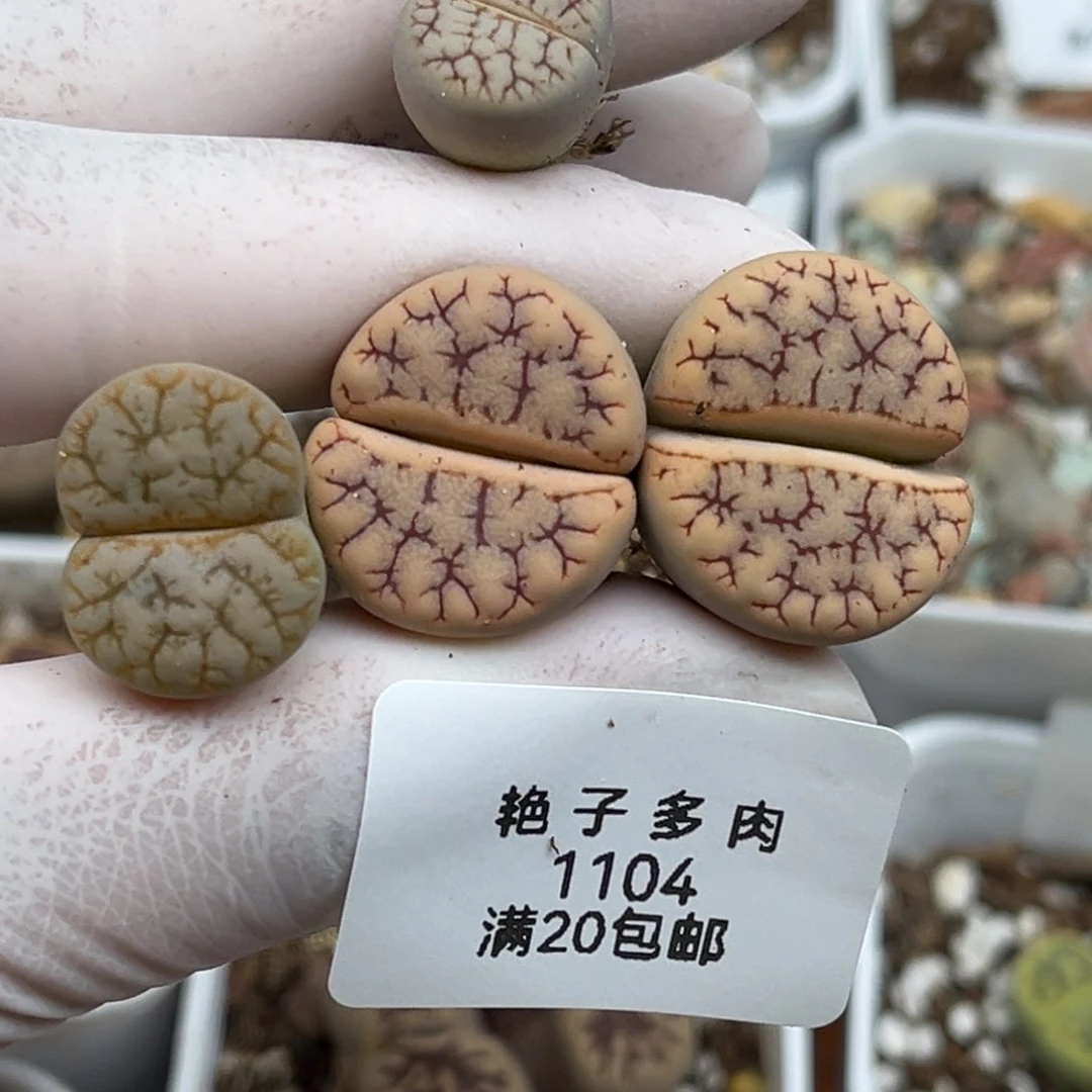 木*杨1104号一首两颗383发货